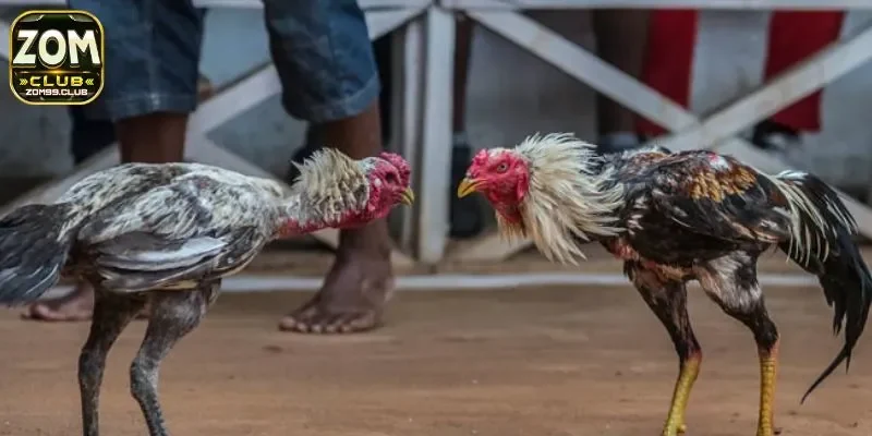 Giống gà được ưa thích nhất khi tham gia cá cược trực tuyến 2025